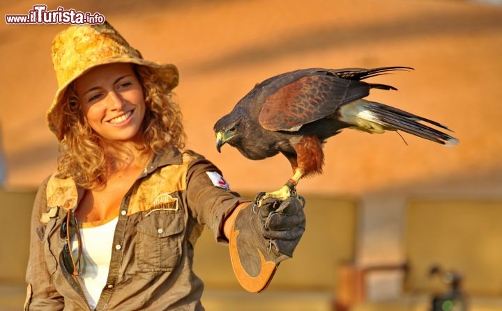 La falconeria nell'Emirato di Ajman