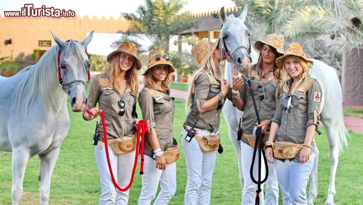 I purosangue Arabi pi belli dello Sceicco di Ajman 