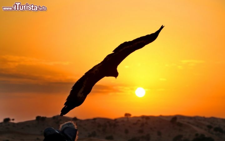 Tramonto spettacolare con rapace Emirati