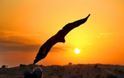 Tramonto spettacolare con rapace Emirati