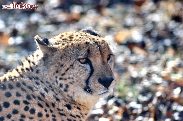 Immagine Ghepardo allo Zoo Tiergarten di Vienna a Schonbrunn