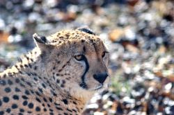 Ghepardo allo Zoo Tiergarten di Vienna a Schonbrunn ...