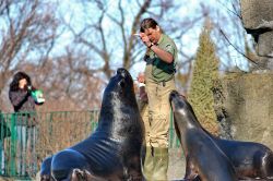 Spettacolo di otarie allo Tiergarten  Zoo di ...