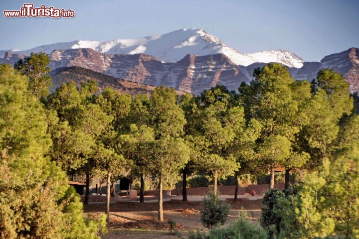 Le pinete a Terres dAmanar