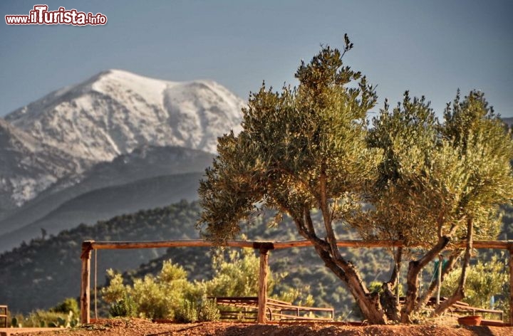 Olivo con vista atlante a terres d amanar