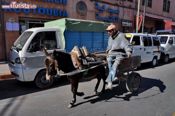 Asino nel traffico di Marrakech