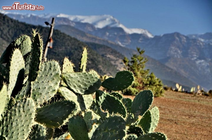 Fichi d'india con sfondo montagne dell'Atlante