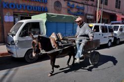 Asino nel traffico di Marrakech