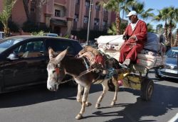 Lo strano traffico di Marrakech