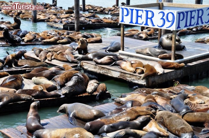 Cosa vedere e cosa visitare PIER 39