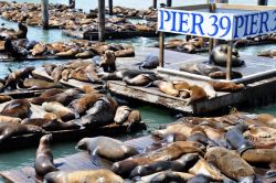 PIER39, San Francisco e i leoni marini