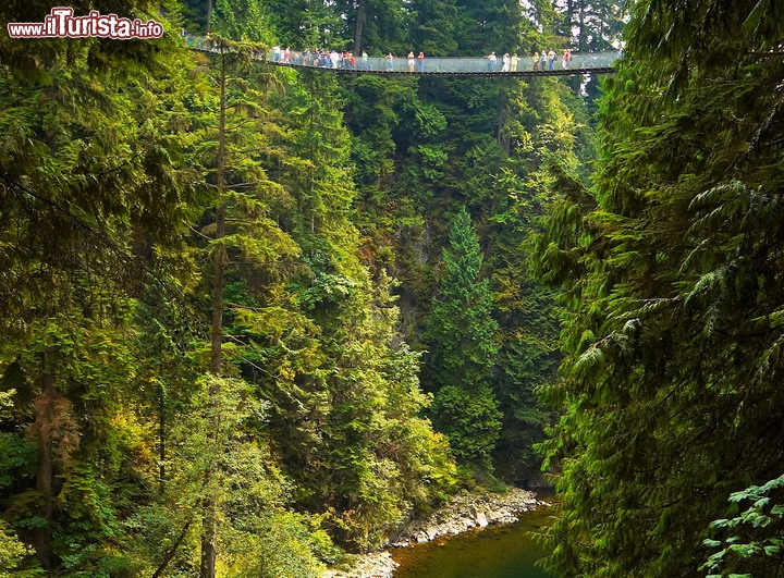 Capilano Bridge il ponte sospeso a Vancouver in Canada - Una delle attrazioni più famose della capitale del British Columbia, Vancouver, è il Capilano Suspension Bridge Park, che si trova a pochi minuti dal centro, e vi immerge in uno scenario naturale da favola. Originariamente costruito nel 1889, il Capilano Suspension Bridge rimane sollevato di circa 70 metri sul fiume, cosa che rende la passaggiata piuttosto adrenalinica. La cornice di una fitta foresta pluviale rende il luogo particolarmente suggestivo, e vi fa dimenticare di trovarvi nella città più grande di tutta la costa ovest del Canada - © July Flower / Shutterstock.com