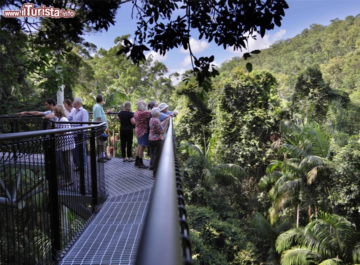 Tamborine Rainforest Skywalk Queensland Australia - n Oceania si possono provare varie emozioni d'altezza, sia in ambito naturale che urbano. Per quanto riguarda i panorami sospesi sulla foresta pluviale non perdetevi il percorso aereo del Mount Tamborine Rainforest Skywalk, che si trova nel Queensland.