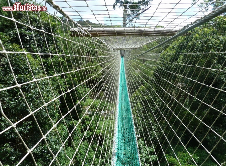 Mt Tamborine Rainforest Skywalk - E' un percorso lungo 300 m che si eleva sopra alla Canopea della foresta pluviale dell'Australia di nord-est, una delle più antiche del mondo. Il percorso è chiamato come "il modo migliore per vedere la foresta, se non possiedi delle ali" che sintetizza bene le viste che si apriranno davanti, o per meglio dire, sotto ad i vostri occhi.