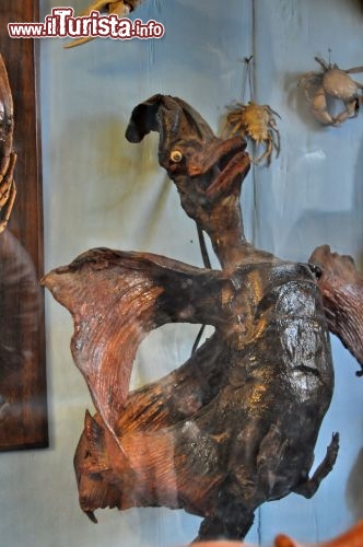 Immagine Dodo Museo Strahov