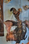 Dodo Museo Strahov