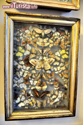 Immagine Gabinetto Curiosita collezione Farfalle