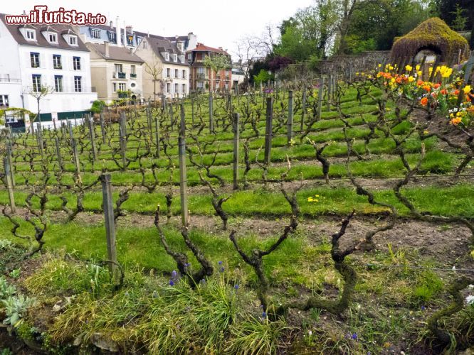 Immagine Le vigne di Montmartre, le potete scoprire percorrendo Rue des Saules. Qui si svolge una celebre festa della vendemmia la seconda domenica d'ottobre