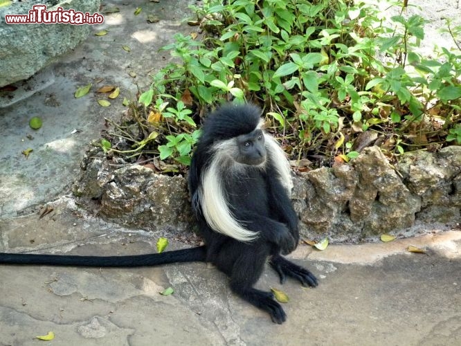 Un colobo, un primate tipico del Kenya