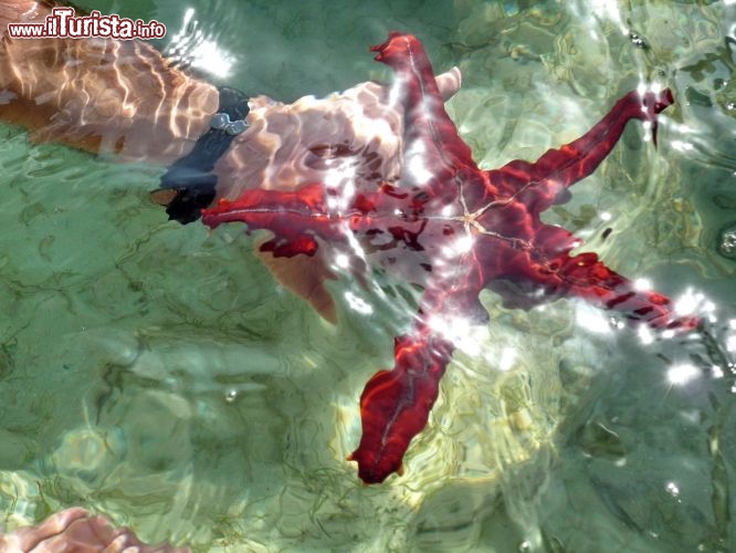 Una colorata stella marina raccolta dal fondo del mare del Kenya