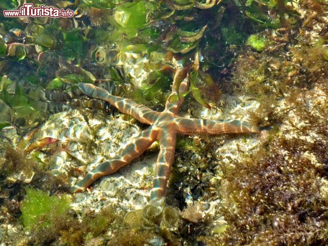 Una stella marina sull'Isola di Chale