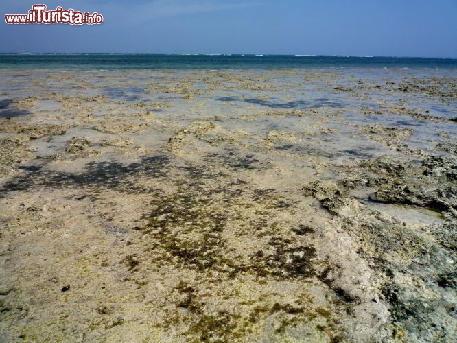 La bassa marea dell'Oceano Indiano dischiude i tesori del mare di Chale Island