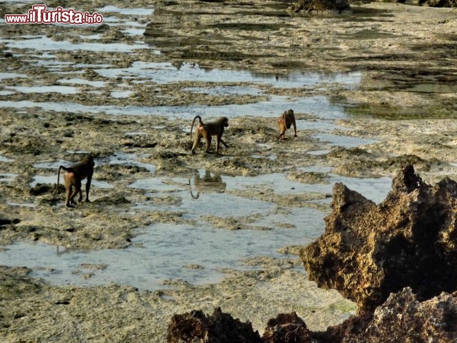 Babbuini in  spiaggia con la bassa marea