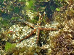 Una stella marina sull'Isola di Chale