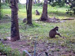 I babbuini alla ricerca di un po' di cibo
