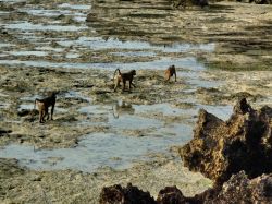 Babbuini in  spiaggia con la bassa marea