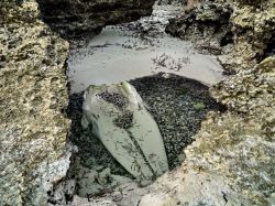 Uno scheletro di capodoglio a Chale Island