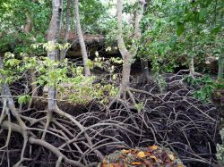 Un mangrovieto interno nell' isola di Chale in ...
