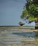 Lo spetacolo della bassa marea a Chale Island ...