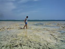 Passeggiando con la bassa marea a Chale Island ...