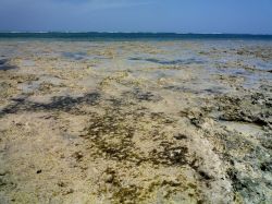 La bassa marea dell'Oceano Indiano dischiude ...