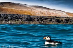 Namafjall e pulcinella di mare, Islanda - I colori ...