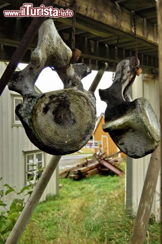 Vertebre di Balena in una casa alle Lofoten - La pesca alle Balene è ancora una pratica diffusa in Norvegia, ma cominciano a vederesi delle possibilità di cambiamento di mentalità: alle Lofoten sono sempre più numerosi gli esmpi di tour whle watching, con le balene che vanno a finre nelle schede di memoria dei turisti, anzichè direttamente nelle bancarelle dei mercati. Quando tutta la Norvegia capirà la convenienza di proteggere le balene, anzichè cacciarle, allora forse questi grandi cetacei potranno considerarsi salvi del rischio estinzione.