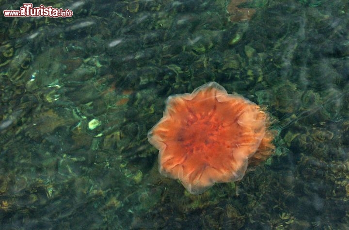 Una Grande medusa delle Lofoten - Pur essendo acque molto pescose, sulle  rive delle Lofoten è difficile avvistare dei pesci. Molto comuni sono invece le meduse, specie la gigantesca Cyanea Capillata, conosciuta anche come medusa criniera di leone. Può raggiungere un diametro di 50 cm, e i suoi flagelli possono creare parecchio dolore, ma non si tratta, fortunatamente, di meduse mortali, e la difficoltà di trovarsi in mare, nelle fredde acque delle Lofoten, rende l'incontro e le punture, poco probabili!