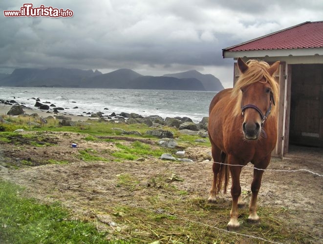 Fattoria con cavallo alle isole Lofoten - La vita alle lofoten si basa soprattutto su pesca e turismo. C'è anche comunque un po' di agricultura, anche se l'elevata latitudine, ed il clima simile a quello delle tundre dei luoghi rende molto difficile ottenere risultati dal terreno. Tra le forme di turismo anche l'equitazione ed il trekking a cavaloo stanno prendendo piede in Norvegia e alle Lofoten