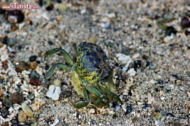 Granchio particolare in spiaggia alle Lofoten - In questa fotografia riuscite a cogliere la granulometria delle sabbie, mentre il granchio di colore verde appare di una forma particolare, che verrà svelata nella foto...successiva