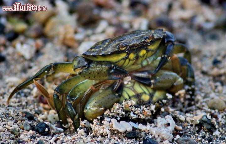 Sesso in spiaggia alle Lofoten - In realtà si tratta di dui granchi che si stanno accoppiando. La presenza di granghi su queste isole è piuttosto diffusa. Questi granchi non possiedono grandi dimensioni, rispetto ad altre specie tipiche come i giganteschi King Crab.