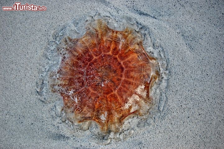 Cyanea Capillata spiaggiata a Ramberg, Lofoten - Conosciuta come la medusa criniera di leone questo tipo di celenterato è facilmente riconoscibile per la colorazione accesa su tinte arancioni, e le sue grandi dimensioni, con diametri anche di decine di centimetri. Prorio per la grandenza vengono facilmente avvistate in mare dai passeggeri dei traghetti in crociera nei fiordi. La loro puntura può essere dolorosa, ma non è considerata una specie particolarmente pericoloda per l'uomo.