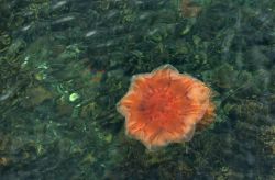 Una Grande medusa delle Lofoten - Pur essendo ...