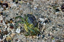 Granchio particolare in spiaggia alle Lofoten ...