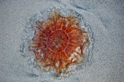 Cyanea Capillata spiaggiata a Ramberg, Lofoten ...