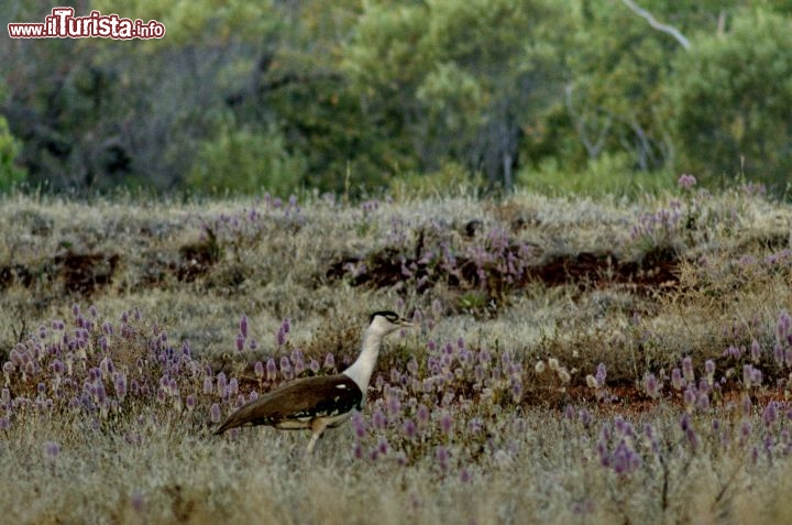 Bird Watching Purnululu National Park. Tra i cespubli dell'outback ecco immortalato un Australian Bustard, un uccello tipico del bush.