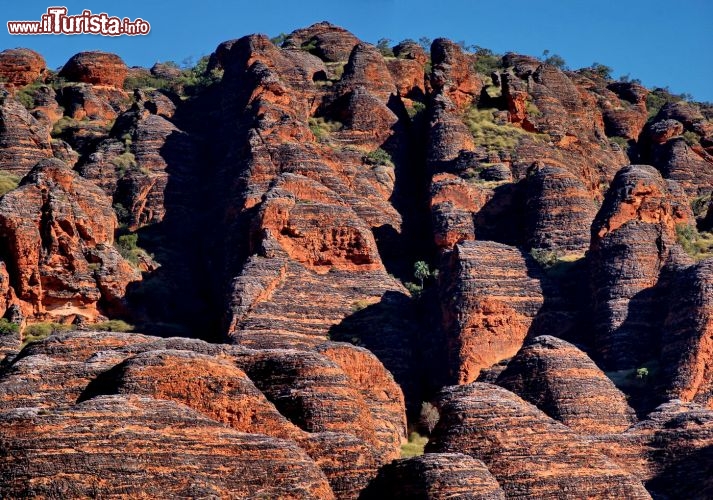 Bungle Bungle al Tramonto Purnululu National Park. Grazie all'abbondanza di ossidi di ferro, al tramonto e all'alba le rocce dei cosiddetti beehive, alveari, assumono una colorazione rossa molto intensa