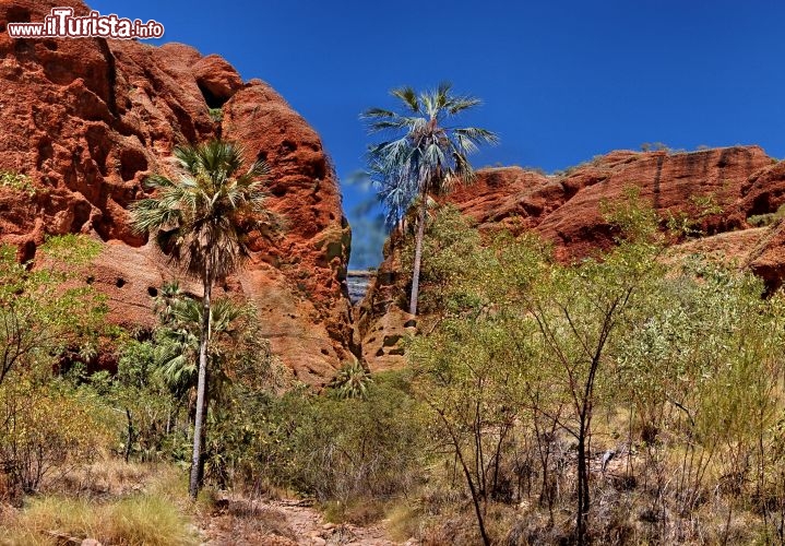 Ingresso nell'Echidna Chasm al Purnululu National Park. Da fuori non si riesce a cogliere ancora la drammaticità dell'interno della stretta fenditura tra le rocce, con la vegetazione che maschera lo stetto canyon