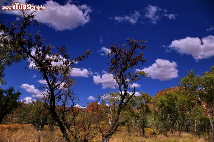 La savana del Purnululu National Park. Il tipico outback australiano si ritrova anche intorno alle rocce del Purnululu National Park.