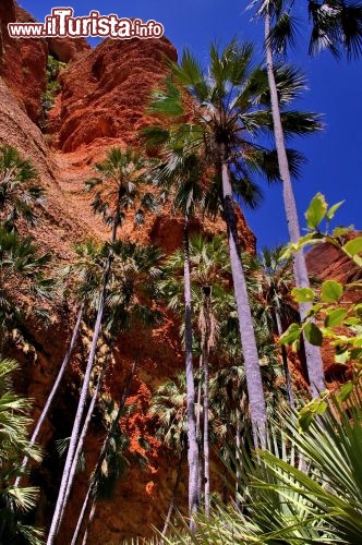 Echidna Chasm a Purnululu, palme all'ingresso. L'entrata delle gole rimane mascherata dalla presenza di alte palme, che sembrano voler sfidare la verticalità delle rocce.
